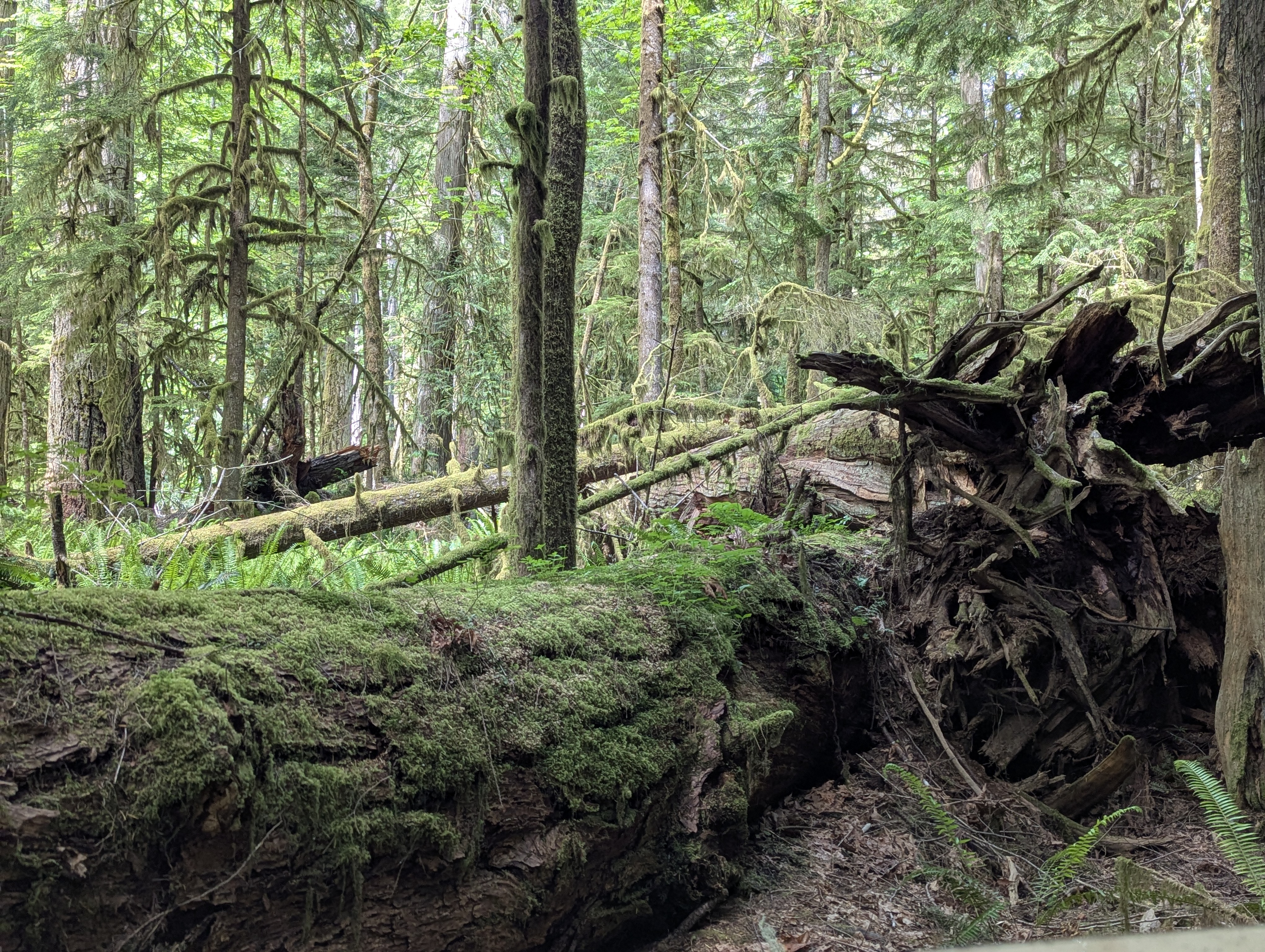 Birthday Trip to Canada, Cathedral Grove, Vancouver Island